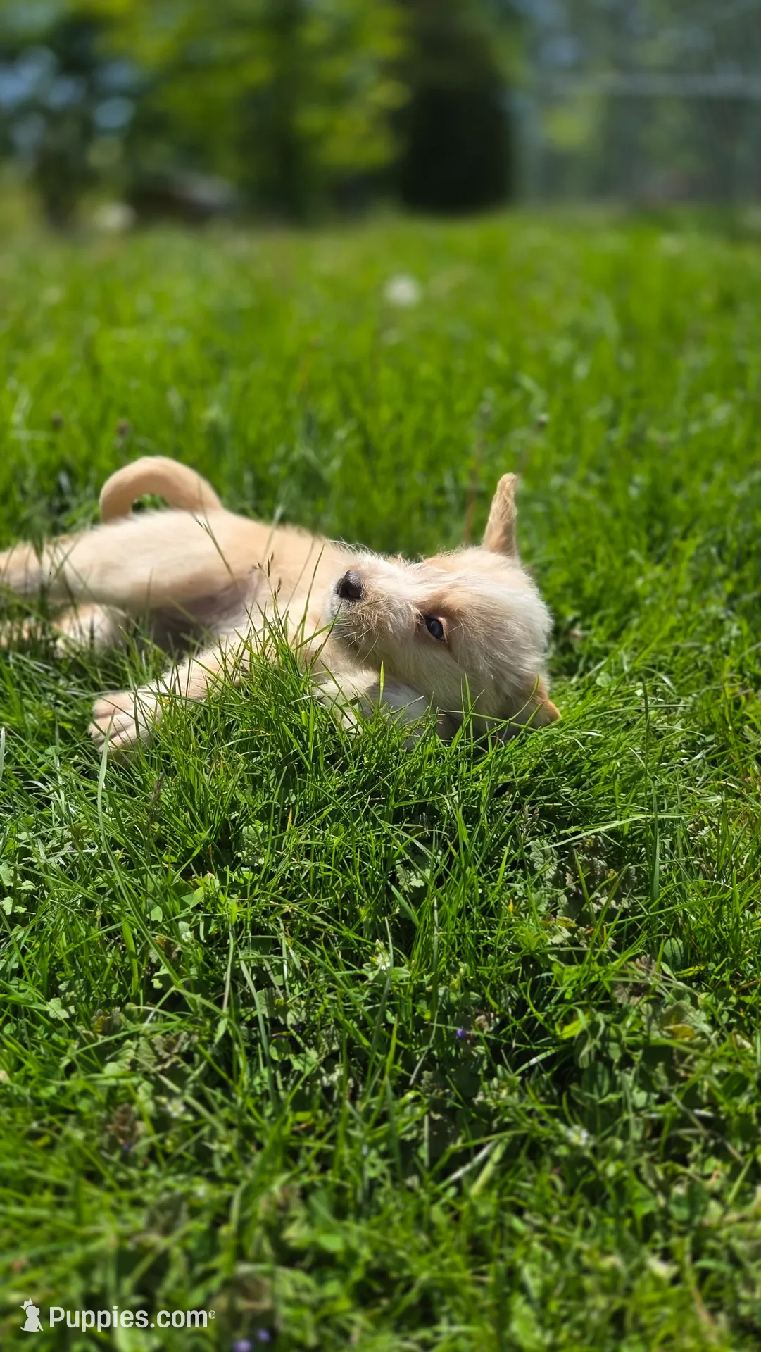 Cattledog/Poodle (Orange Girl), a female Australian Cattle Dog and Poodle - Standard  for sale in North Jackson, OH – 3 of 9