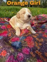 Ca-Poodle Puppy (Australian Cattledog/Poodle) Orange Girl, a female Australian Cattle Dog and Poodle - Standard  for sale in North Jackson, OH – Photo 2 of 3