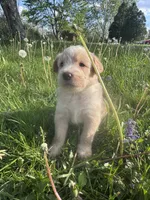 Orange Girl, a female Australian Cattle Dog and Poodle - Standard  for sale in North Jackson, OH – Photo 3 of 6