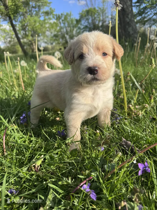 Orange Girl – Australian Cattle Dog, Poodle - Standard  puppy for sale in North Jackson, OH
