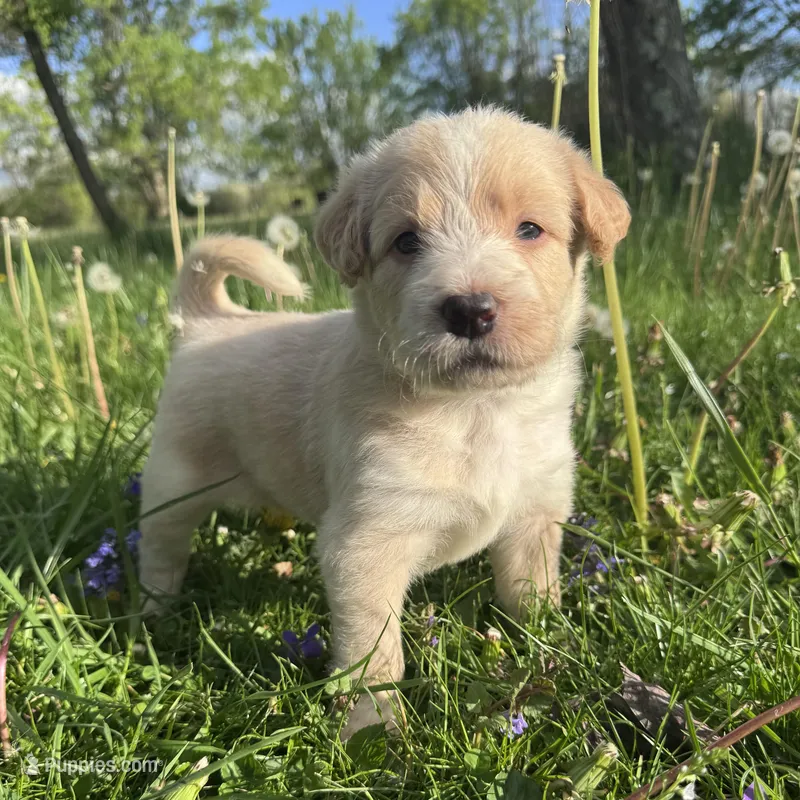 Ca-Poodle (Orange Girl) – Australian Cattle Dog, Poodle - Standard  puppy for sale in North Jackson, OH