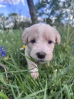 Orange Girl, a female Australian Cattle Dog and Poodle - Standard  for sale in North Jackson, OH – Photo 6 of 6