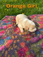 Ca-Poodle Puppy (Australian Cattledog/Poodle) Orange Girl, a female Australian Cattle Dog and Poodle - Standard  for sale in North Jackson, OH – Photo 3 of 3