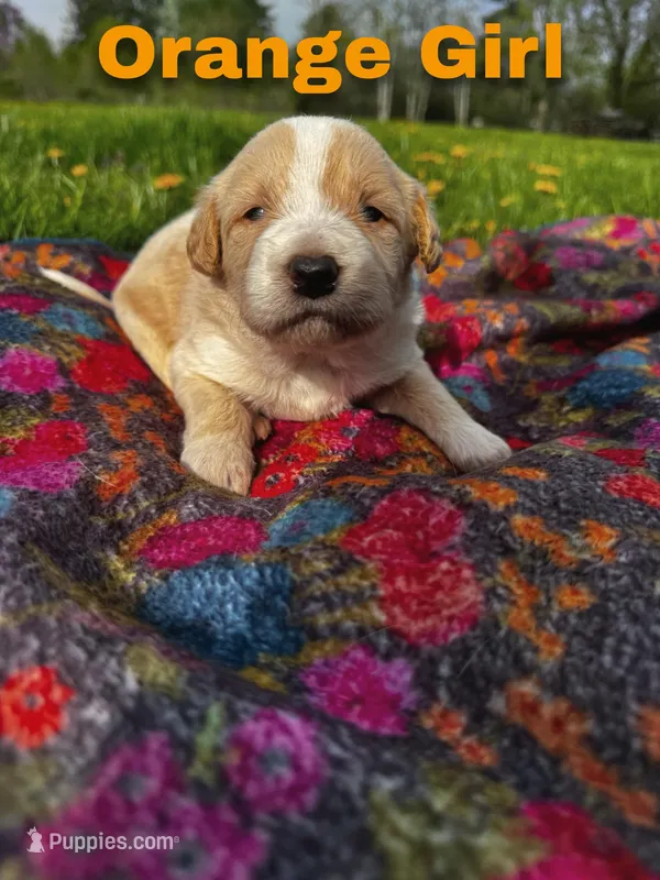 Ca-Poodle Puppy (Australian Cattledog/Poodle) Orange Girl – Australian Cattle Dog, Poodle - Standard  puppy for sale in North Jackson, OH