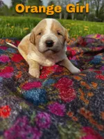 Ca-Poodle Puppy (Australian Cattledog/Poodle) Orange Girl, a female Australian Cattle Dog and Poodle - Standard  for sale in North Jackson, OH – Photo 1 of 3