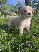 Orange Girl, a female Australian Cattle Dog and Poodle - Standard  for sale in North Jackson, OH – Photo 2 of 6