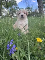 Orange Girl, a female Australian Cattle Dog and Poodle - Standard  for sale in North Jackson, OH – Photo 4 of 6