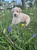 Orange Girl, a female Australian Cattle Dog and Poodle - Standard  for sale in North Jackson, OH – Photo 5 of 6
