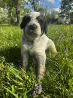 Red Boy, a male Australian Cattle Dog and Poodle - Standard  for sale in North Jackson, OH – Photo 1 of 6