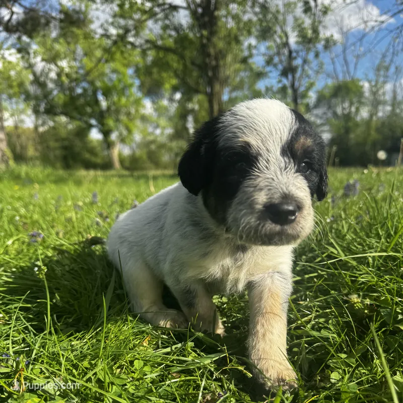 Ca-Poodle (Red Boy) – Australian Cattle Dog, Poodle - Standard  puppy for sale in North Jackson, OH