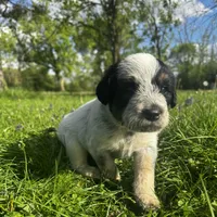Ca-Poodle (Red Boy), a male Australian Cattle Dog and Poodle - Standard  for sale in North Jackson, OH – Photo 1 of 6