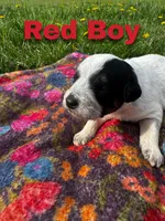 Ca-Poodle Puppy (Australian Cattledog-Poodle) Red Boy, a male Australian Cattle Dog and Poodle - Standard  for sale in North Jackson, OH – Photo 2 of 3