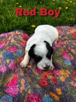 Ca-Poodle Puppy (Australian Cattledog-Poodle) Red Boy, a male Australian Cattle Dog and Poodle - Standard  for sale in North Jackson, OH – Photo 1 of 3