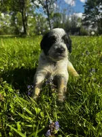 Red Boy, a male Australian Cattle Dog and Poodle - Standard  for sale in North Jackson, OH – Photo 5 of 6