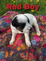 Ca-Poodle Puppy (Australian Cattledog-Poodle) Red Boy, a male Australian Cattle Dog and Poodle - Standard  for sale in North Jackson, OH – Photo 3 of 3