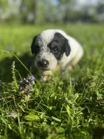 Red Boy, a male Australian Cattle Dog and Poodle - Standard  for sale in North Jackson, OH – Photo 4 of 6