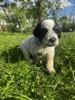 Red Boy, a male Australian Cattle Dog and Poodle - Standard  for sale in North Jackson, OH – Photo 2 of 6