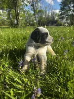 Red Boy, a male Australian Cattle Dog and Poodle - Standard  for sale in North Jackson, OH – Photo 6 of 6