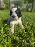 Red Boy, a male Australian Cattle Dog and Poodle - Standard  for sale in North Jackson, OH – Photo 3 of 6