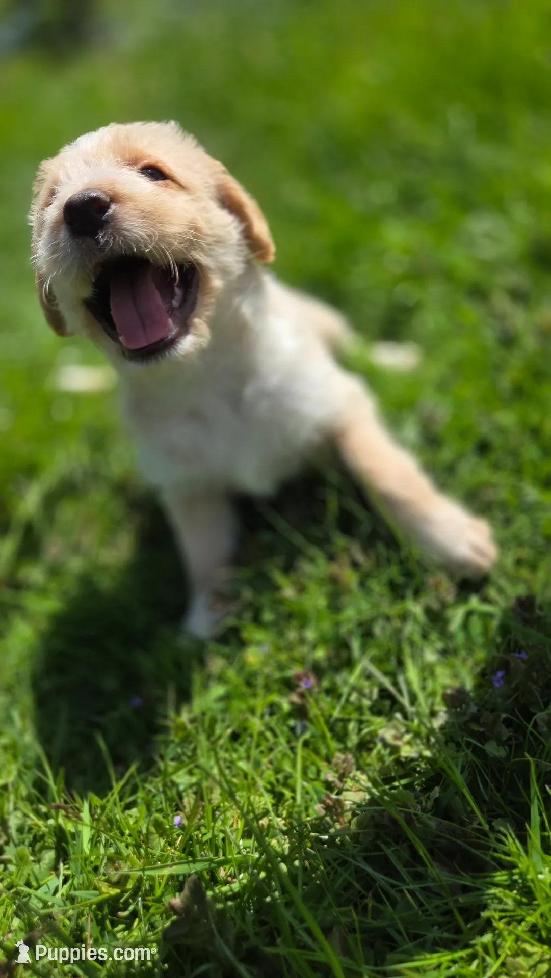 Cattledog/Poodle (Orange Girl), a female Australian Cattle Dog and Poodle - Standard  for sale in North Jackson, OH – 2 of 9