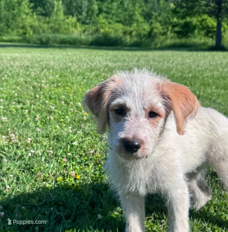 Cattledoodle Puppy (Pink Girl) *High Prey Drive* – Australian Cattle Dog, Poodle - Standard  puppy for sale in North Jackson, OH