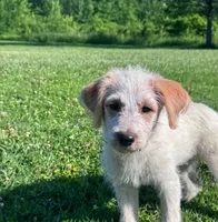 Cattledoodle Puppy (Pink Girl) *High Prey Drive*, a female Australian Cattle Dog and Poodle - Standard  for sale in North Jackson, OH – 1 of 3