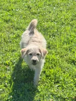Cattledoodle Puppy (Yellow Girl), a female Australian Cattle Dog and Poodle - Standard  for sale in North Jackson, OH – 3 of 4