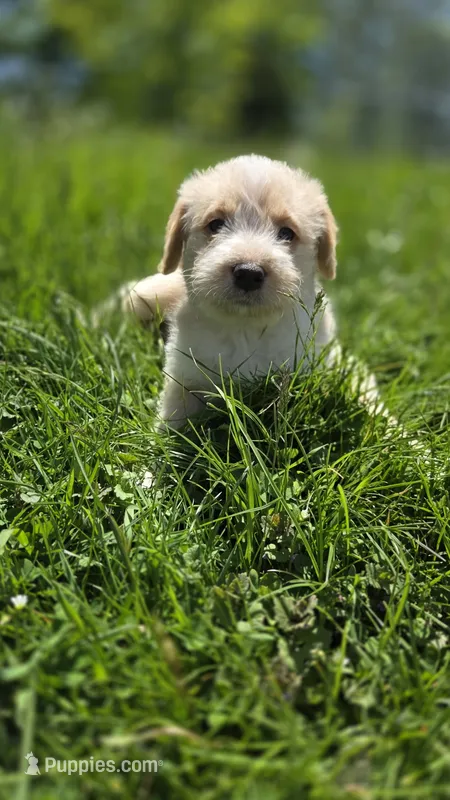 Cattledog/Poodle (Orange Girl) – Australian Cattle Dog, Poodle - Standard  puppy for sale in North Jackson, OH