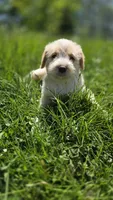 Cattledog/Poodle (Orange Girl), a female Australian Cattle Dog and Poodle - Standard  for sale in North Jackson, OH – 1 of 9