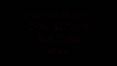 Shania+ Wilson Red, a male Pembroke Welsh Corgi for sale in Grass Valley, CA – 2 of 3
