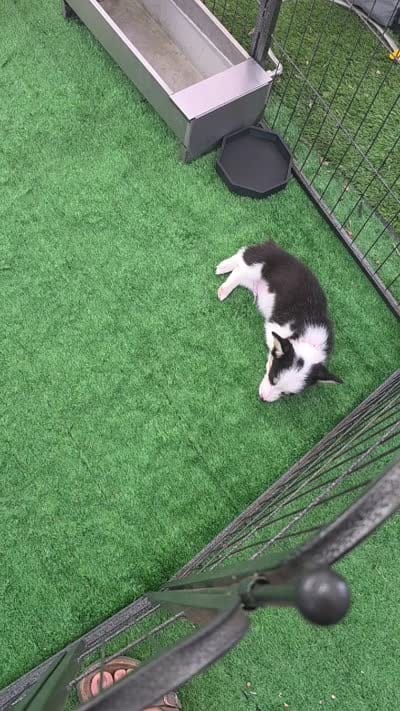 Shania+ Wilson Red, a male Pembroke Welsh Corgi for sale in Grass Valley, CA – 3 of 3