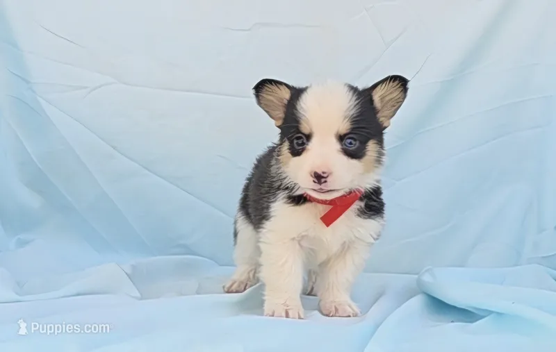 Shania+ Wilson Red – Pembroke Welsh Corgi puppy for sale in Grass Valley, CA