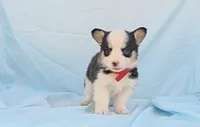 Shania+ Wilson Red, a male Pembroke Welsh Corgi for sale in Grass Valley, CA – 1 of 3