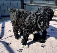 Milo, a male Poodle - Toy  for sale in Mount Vernon, IL – 4 of 9