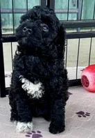 Milo, a male Poodle - Toy  for sale in Mount Vernon, IL – Photo 7 of 10