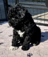 Milo, a male Poodle - Toy  for sale in Mount Vernon, IL – 2 of 9