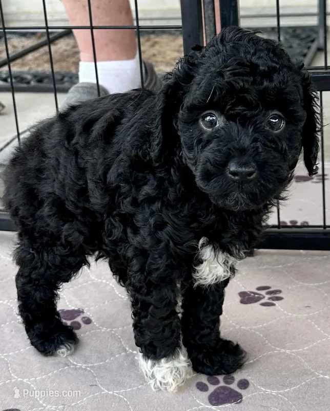 Milo – Poodle - Toy  puppy for sale in Mount Vernon, IL