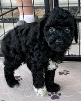 Milo, a male Poodle - Toy  for sale in Mount Vernon, IL – Photo 8 of 10