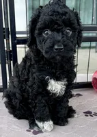 Milo, a male Poodle - Toy  for sale in Mount Vernon, IL – Photo 3 of 10