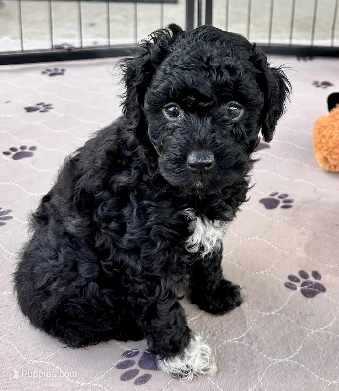 Milo – Poodle - Toy  puppy for sale in Mount Vernon, IL