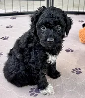 Milo, a male Poodle - Toy  for sale in Mount Vernon, IL – Photo 2 of 10