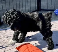 Milo, a male Poodle - Toy  for sale in Mount Vernon, IL – 6 of 9