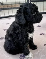 Milo, a male Poodle - Toy  for sale in Mount Vernon, IL – Photo 10 of 10