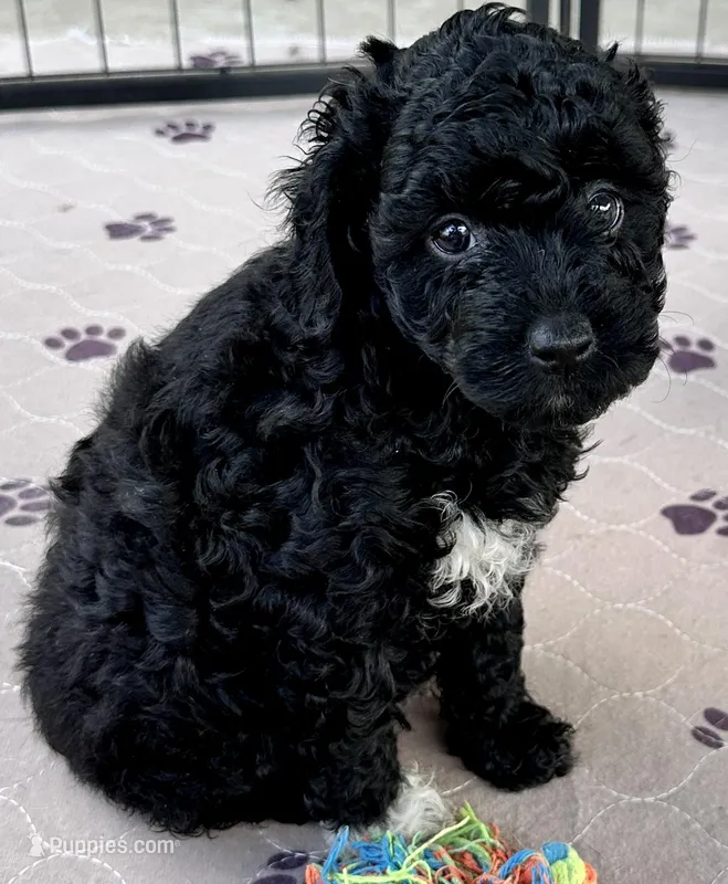 Milo – Poodle - Toy  puppy for sale in Mount Vernon, IL