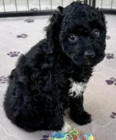 Milo, a male Poodle - Toy  for sale in Mount Vernon, IL – Photo 6 of 10