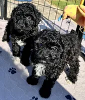 Milo, a male Poodle - Toy  for sale in Mount Vernon, IL – 9 of 9