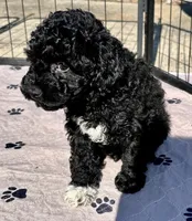 Milo, a male Poodle - Toy  for sale in Mount Vernon, IL – 7 of 9