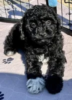 Milo, a male Poodle - Toy  for sale in Mount Vernon, IL – 5 of 9