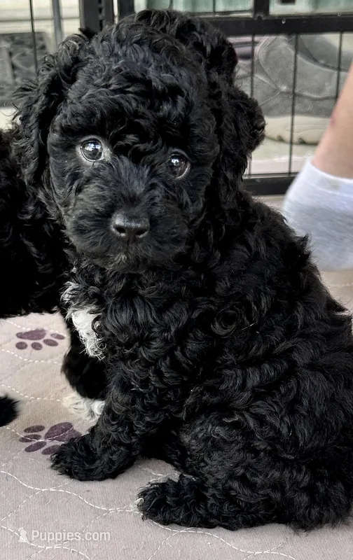 Milo – Poodle - Toy  puppy for sale in Mount Vernon, IL