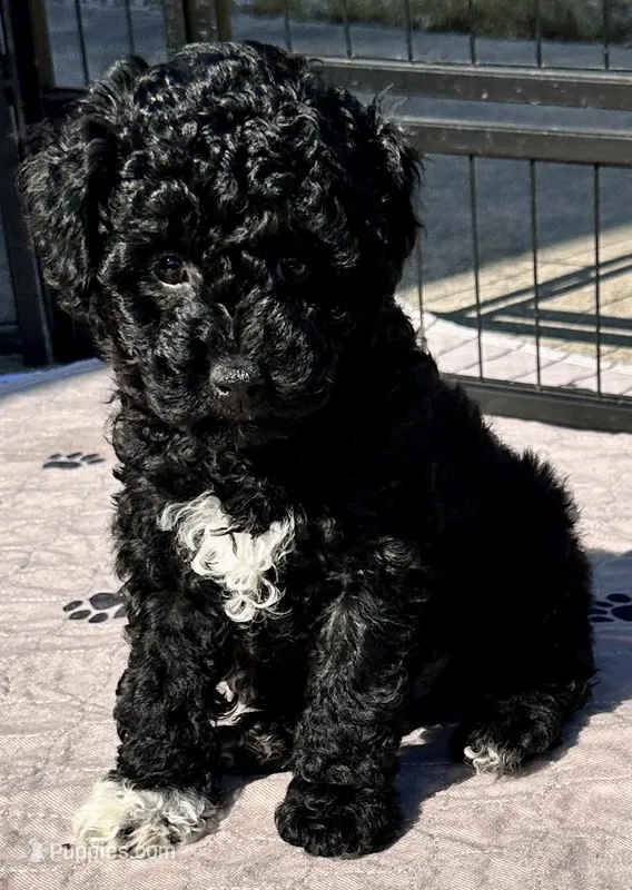 Milo – Poodle - Toy  puppy on hold in Mount Vernon, IL